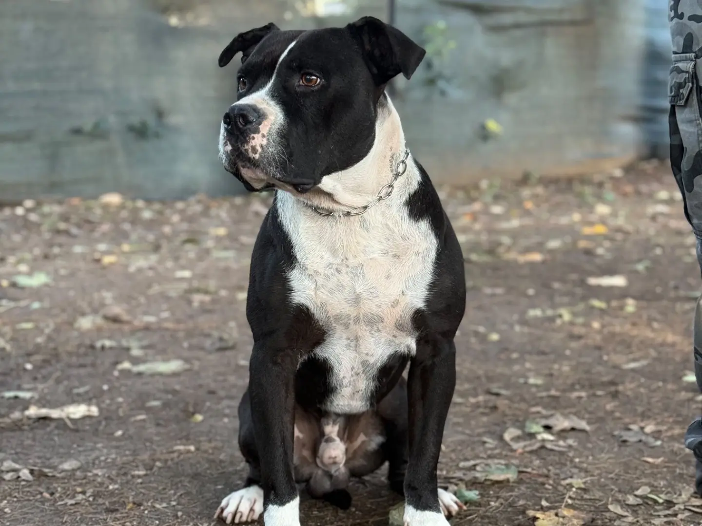 Adotta un cane, taglia grande, maschio, Milano