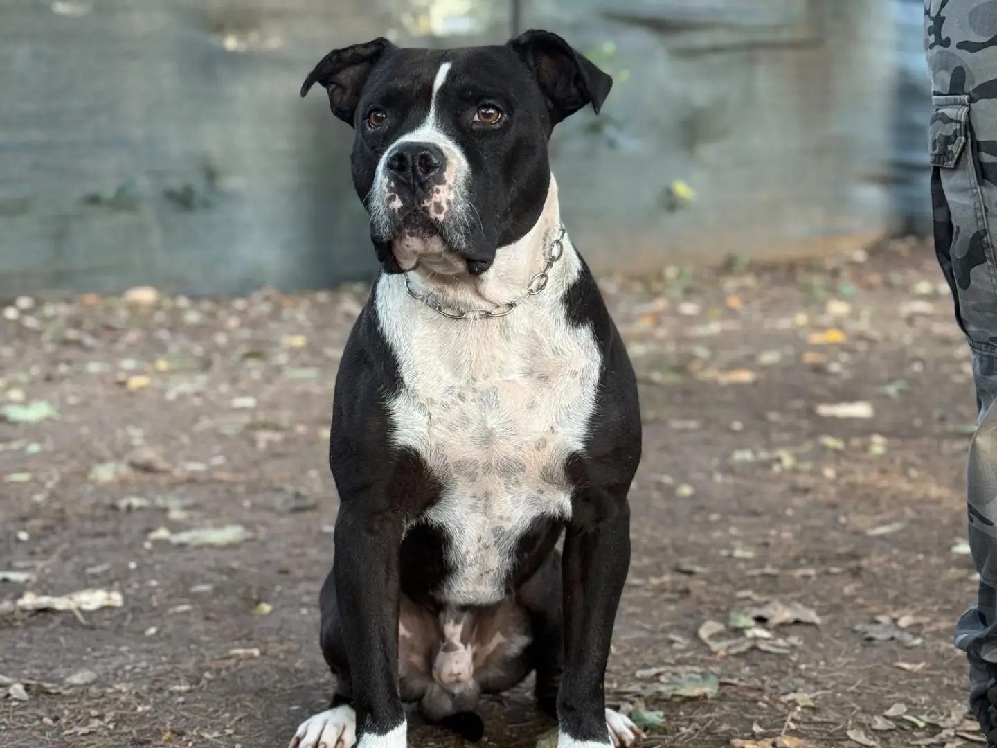 Adozione cane, maschio, Amstaff Razza sconosciuta, 6 anni e 9 mesi, taglia grande, Milano