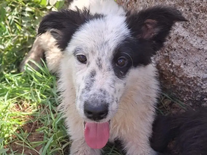 Adotta il cane Romolo a Pavia