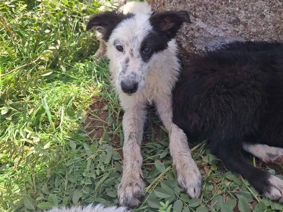 Foto 2 dell'animale