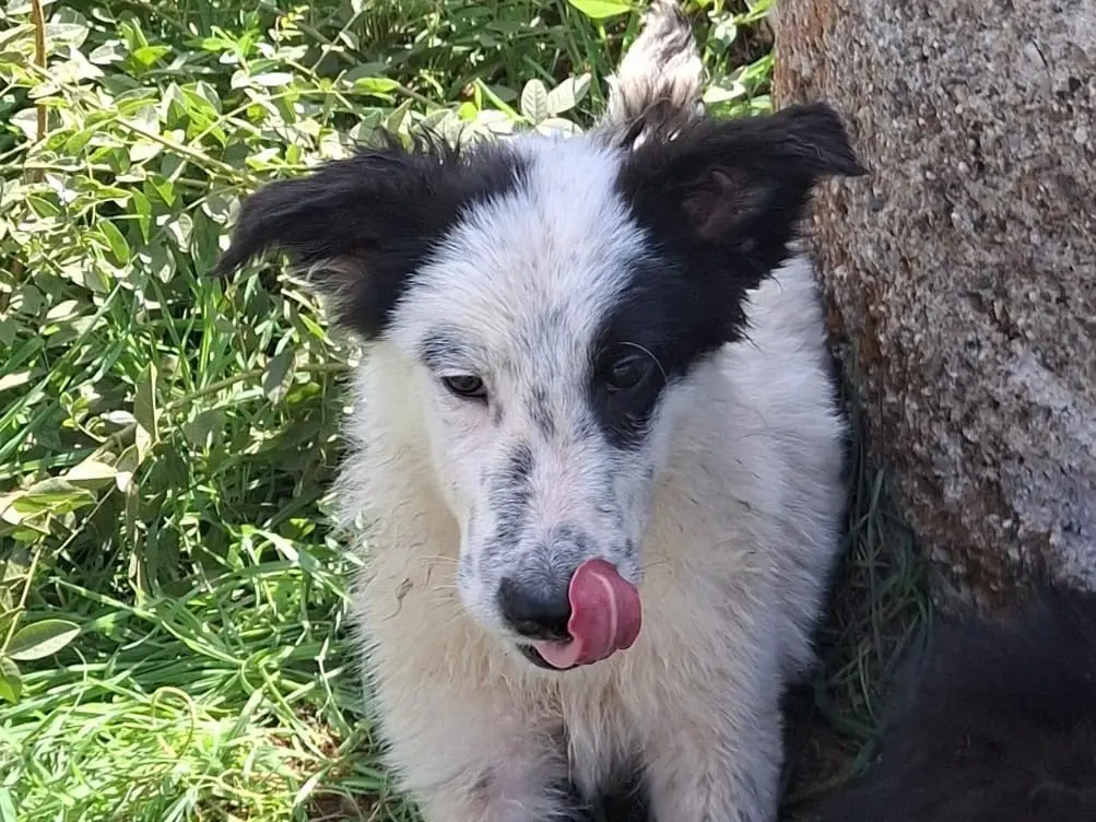 Vuoi adottare un cane a Pavia?