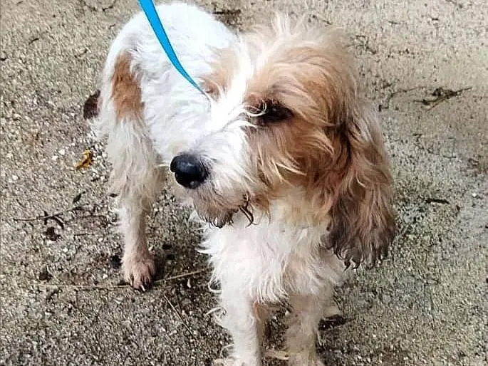 Adozione cane, femmina, Spinone Razza sconosciuta, 1 anno e 11 mesi, taglia media, Bologna