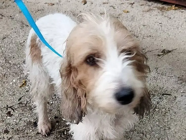 Adotta un cane, femmina, 1 anno e 11 mesi, Bologna