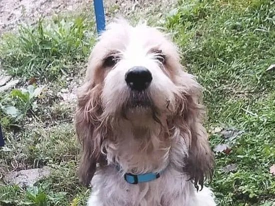 Adotta un cane, taglia media, femmina, Bologna