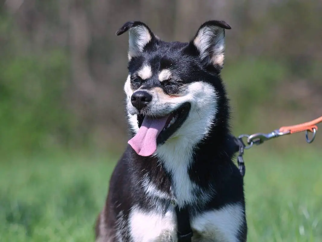 Adotta un cane, femmina, 4 anni, Como