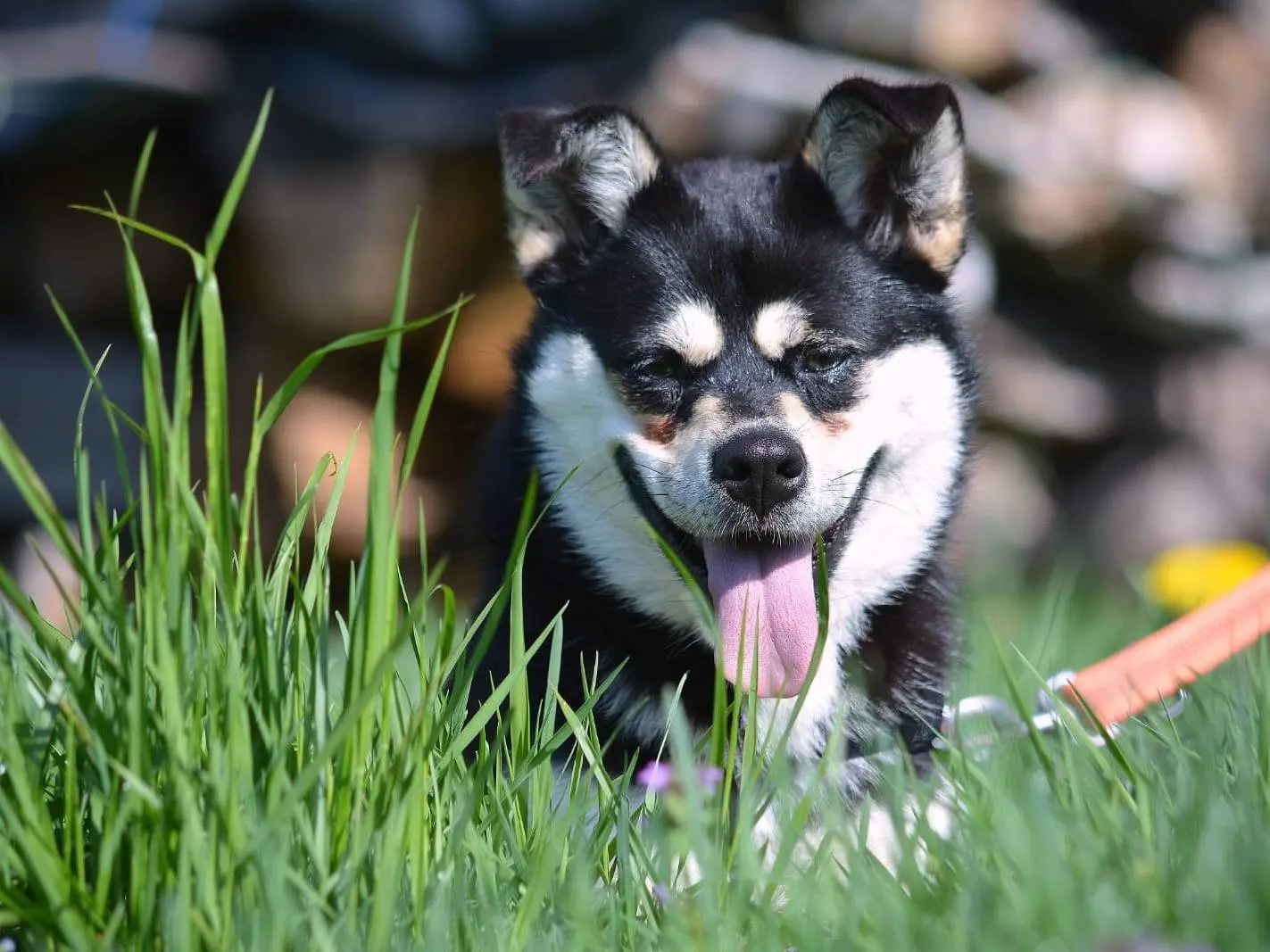 Adozione cane, femmina, Razza sconosciuta Razza sconosciuta, 4 anni, taglia media contenuta, Como