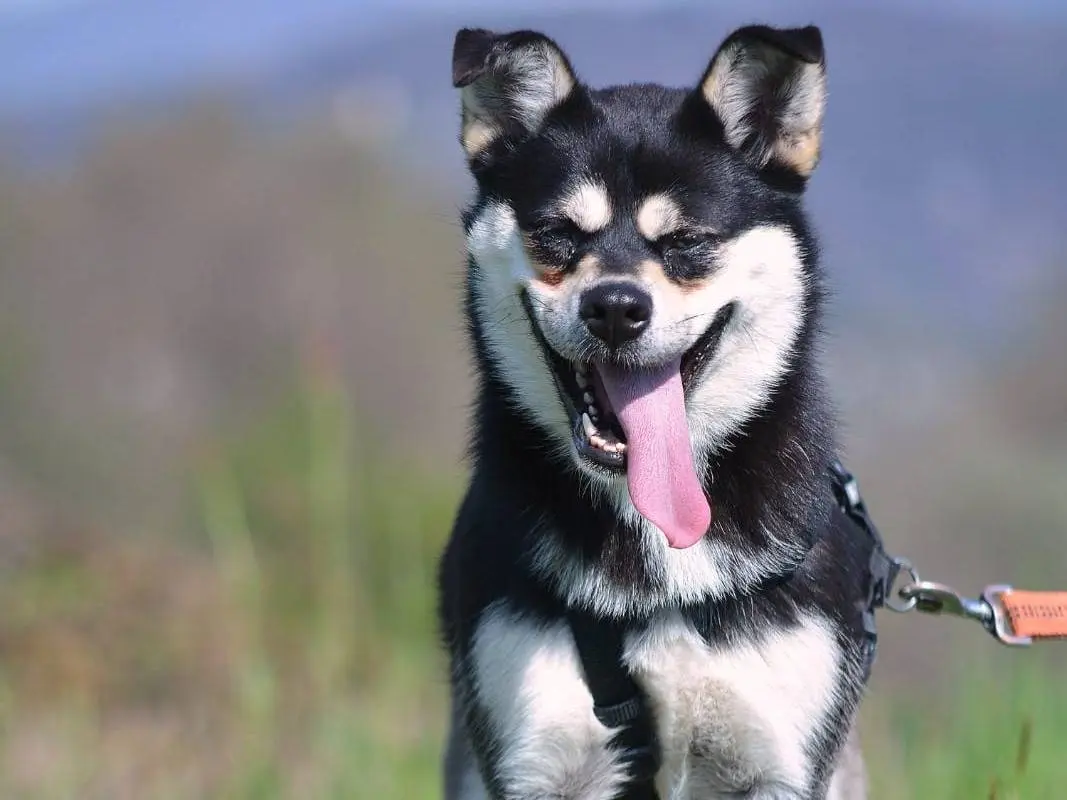 Adotta un cane, taglia media contenuta, femmina, Como