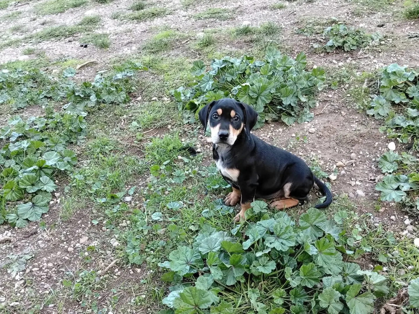 Adozione cane, maschio, Razza sconosciuta Razza sconosciuta, 2 mesi, taglia media contenuta, Benevento