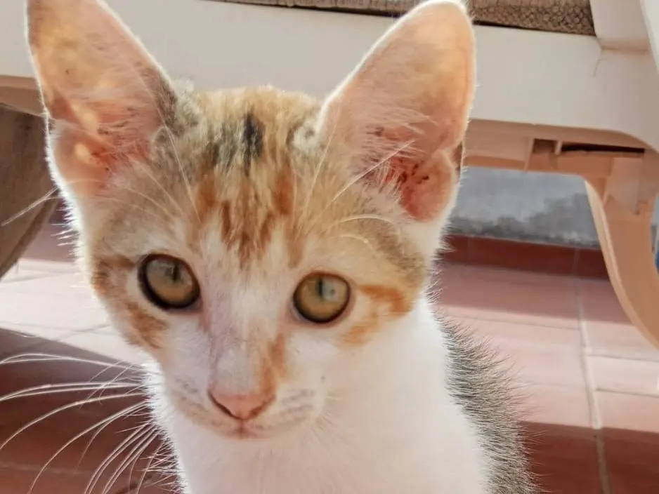 Adotta un gatto, taglia non valida, femmina, Catanzaro