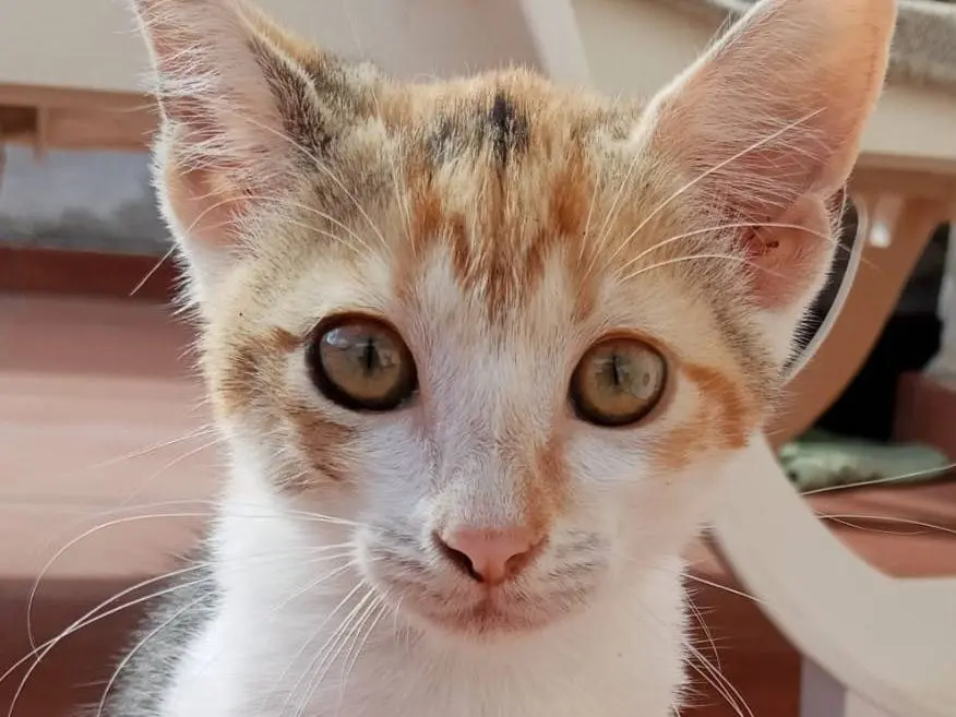 Adotta un gatto, femmina, 3 mesi, Catanzaro