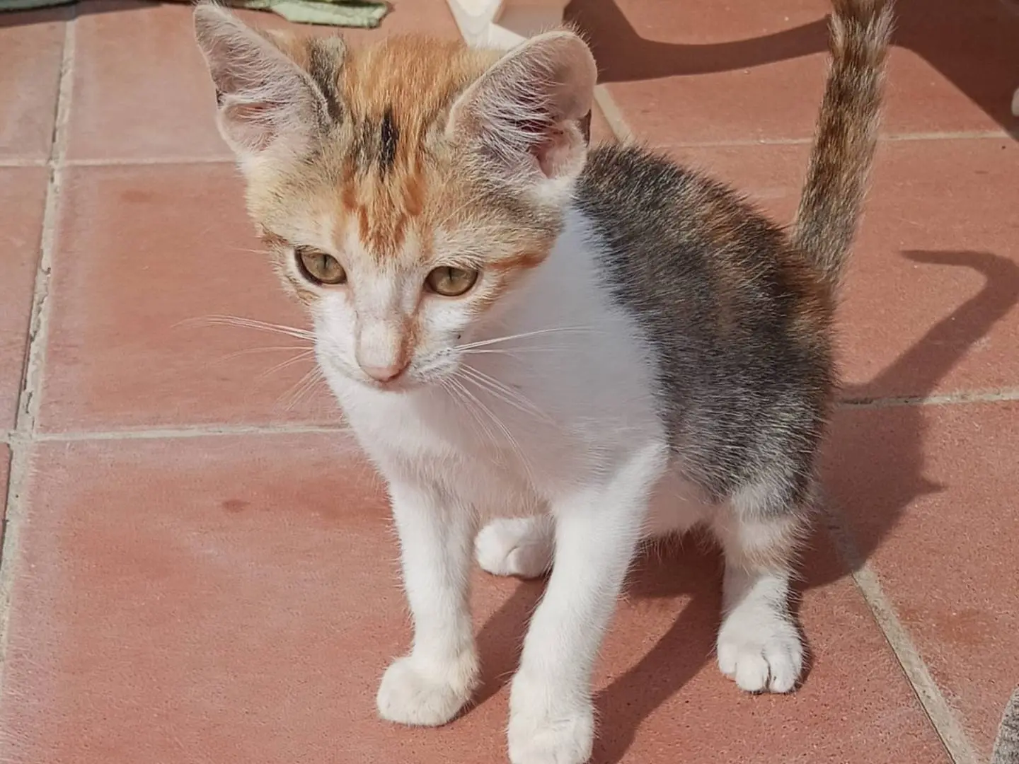 Vuoi adottare un gatto a Catanzaro?