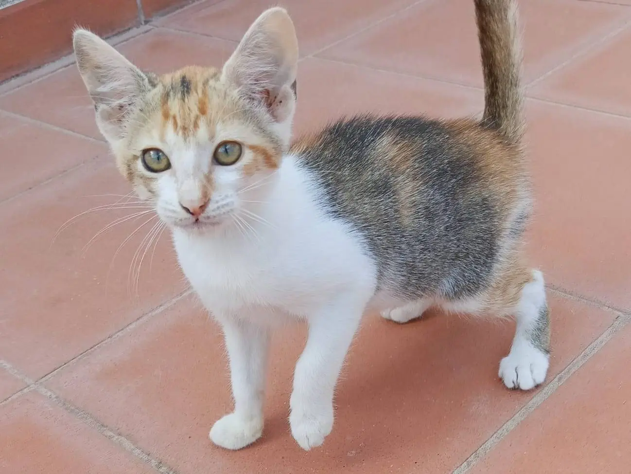 Adozione gatto, femmina, Razza sconosciuta Razza sconosciuta, 3 mesi, taglia non valida, Catanzaro