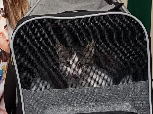 Adozione gatto, maschio, Razza sconosciuta Razza sconosciuta, 2 mesi, taglia non valida, Ravenna