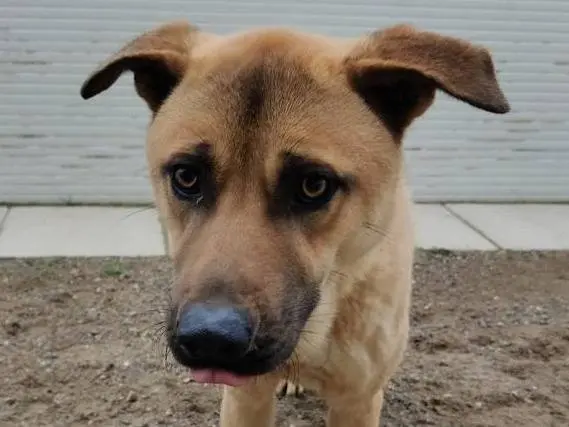 Adotta un cane, maschio, 5 anni e 4 mesi, Como