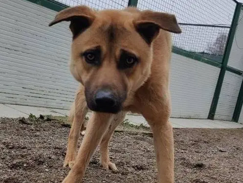 Adozione cane, maschio, Razza sconosciuta Razza sconosciuta, 5 anni e 4 mesi, taglia media, Como