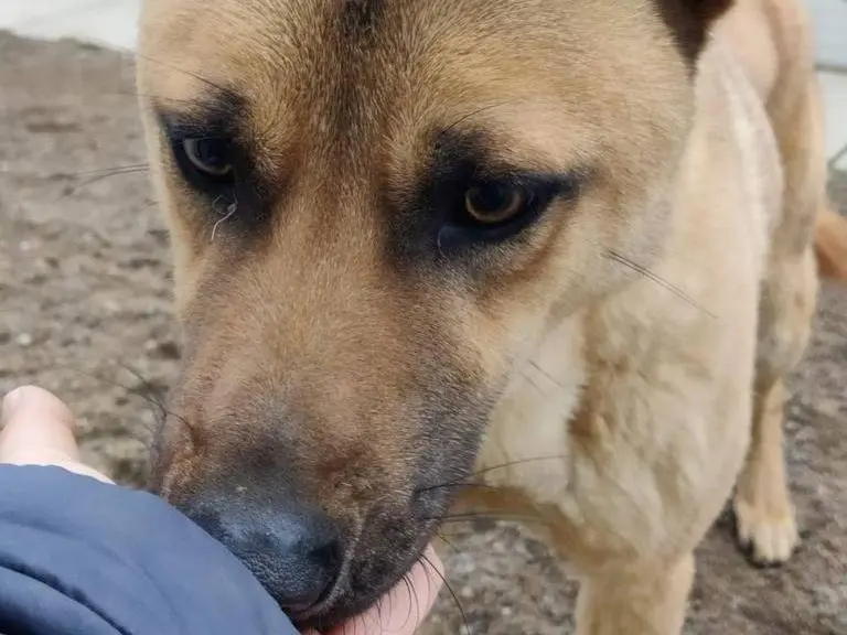 Adotta un cane, taglia media, maschio, Como