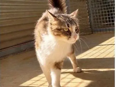 Adozione gatto, femmina, Razza sconosciuta Razza sconosciuta, 1 anno e 1 mese, taglia non valida, Milano