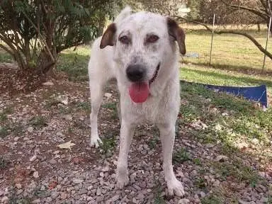 Adotta un cane, maschio, 4 anni e 2 mesi, Como