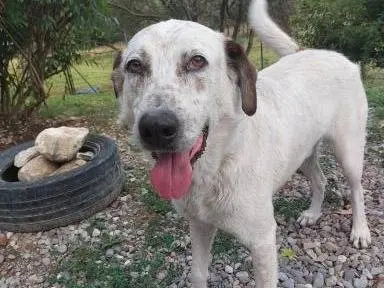 Adozione cane, maschio, Razza sconosciuta Razza sconosciuta, 4 anni e 2 mesi, taglia media, Como