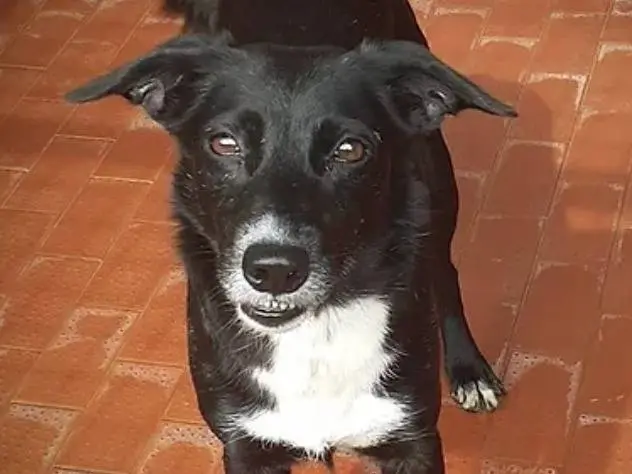 Adozione cane, femmina, meticcio, 10 anni e 4 mesi, taglia media contenuta, Milano