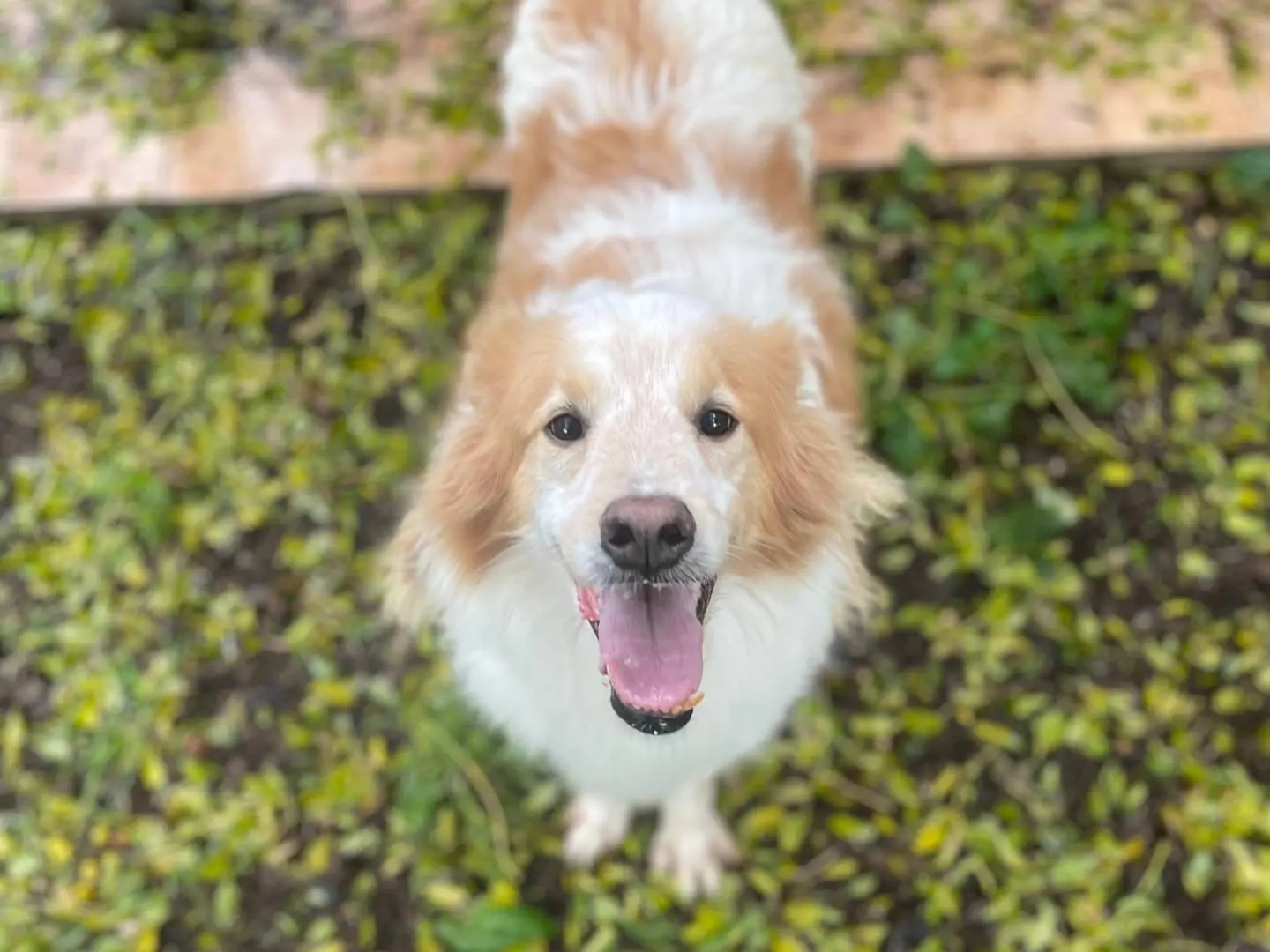 Adozione cane, maschio, Razza sconosciuta Razza sconosciuta, 8 anni e 8 mesi, taglia media, Latina
