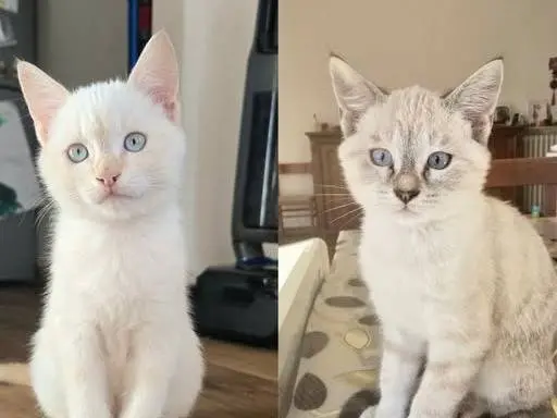 Adozione gatto, femmina, Razza sconosciuta Razza sconosciuta, 2 mesi, taglia non valida, Torino
