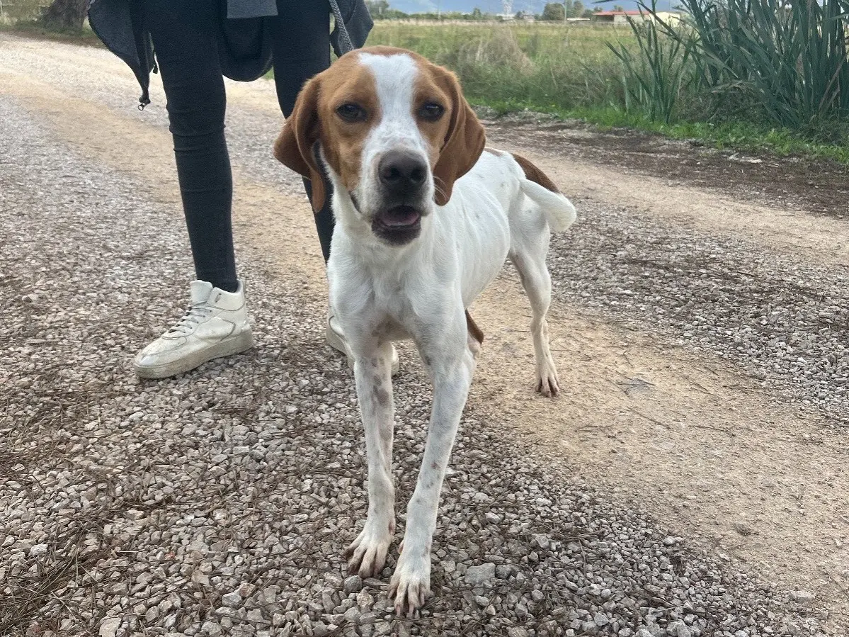 Adotta un cane, taglia media contenuta, maschio, Latina