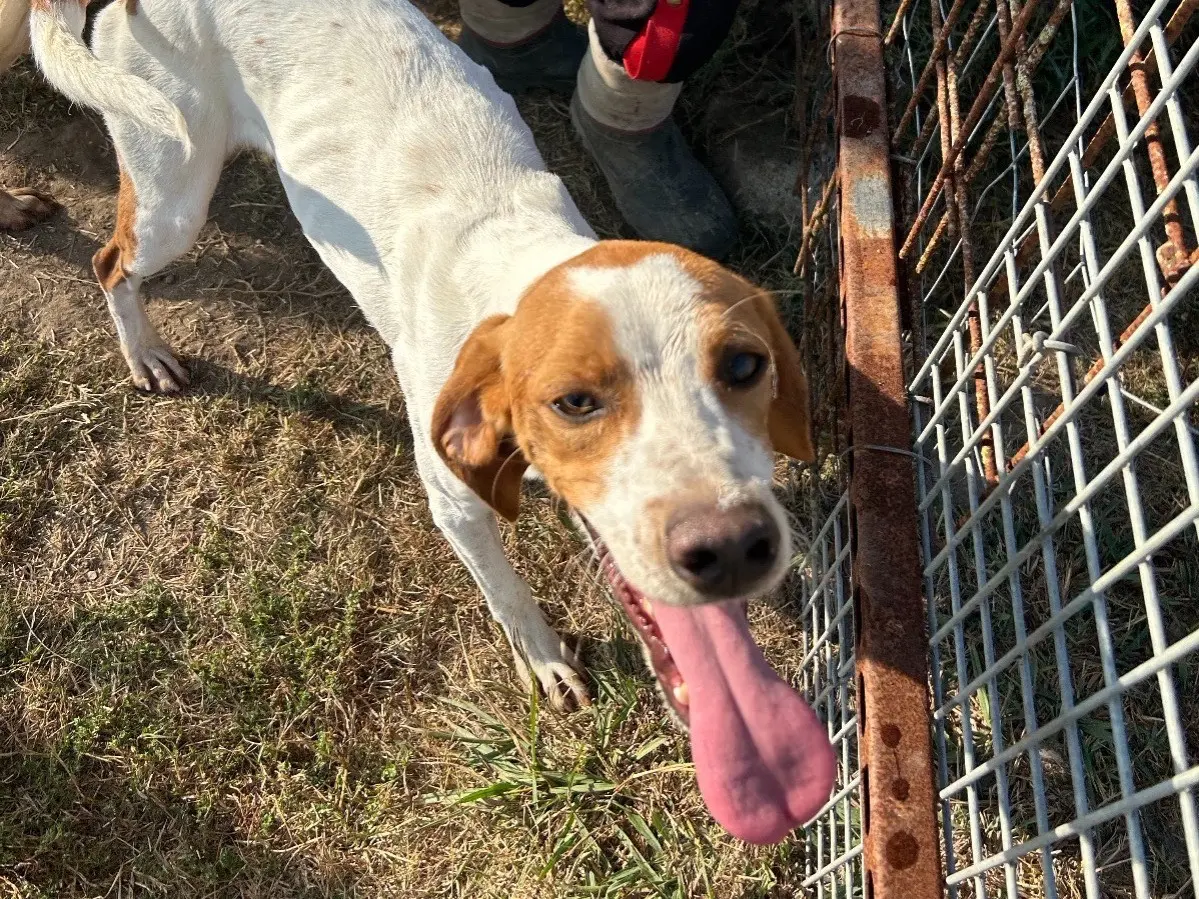 Adotta il cane Puk a Latina