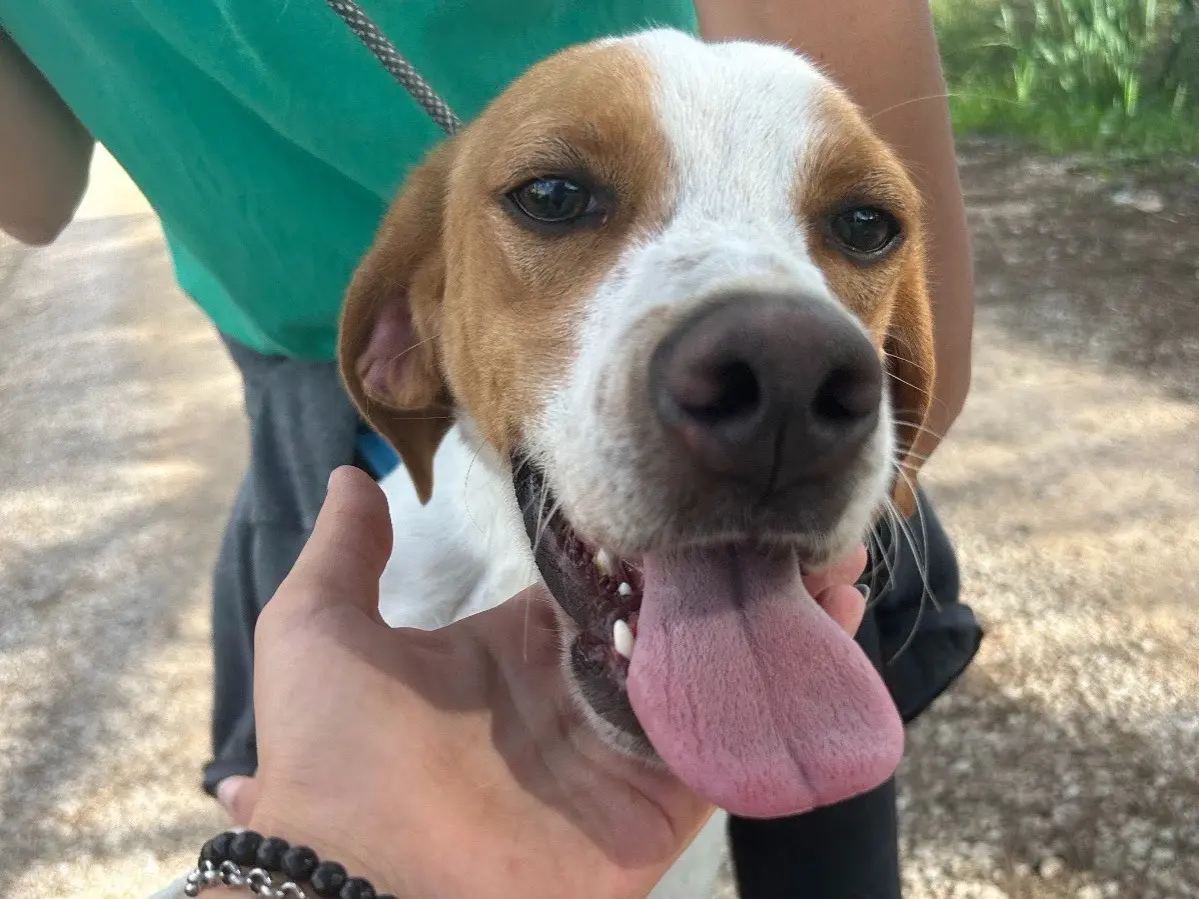Adotta un cane, maschio, 4 anni e 8 mesi, Latina