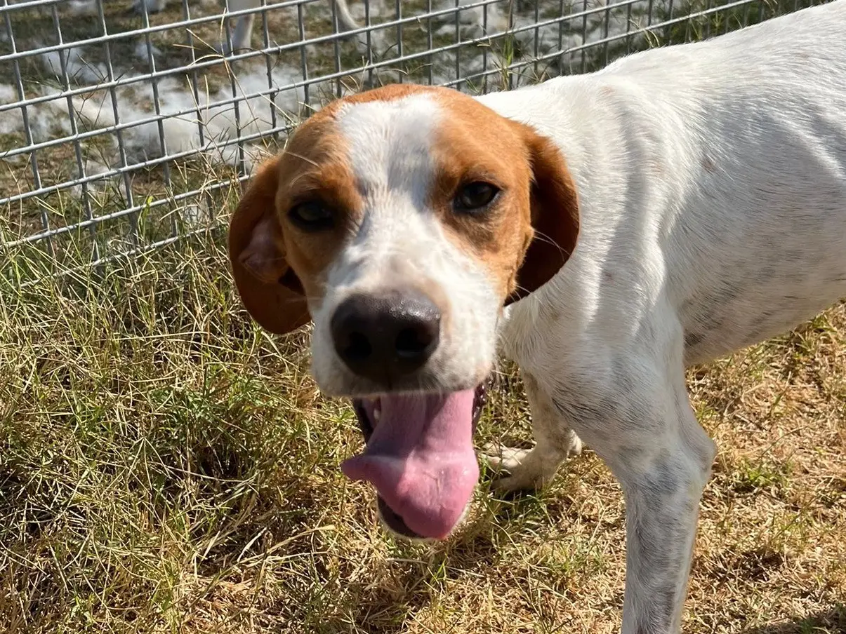 Adozione cane, maschio, Pointer Razza sconosciuta, 4 anni e 8 mesi, taglia media contenuta, Latina