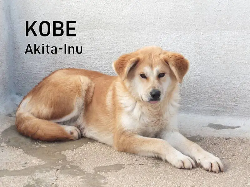 Adozione cane, femmina, Akita Razza sconosciuta, 7 anni e 4 mesi, taglia grande, Frosinone