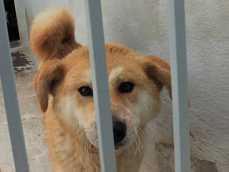 Adotta un cane, taglia grande, femmina, Frosinone