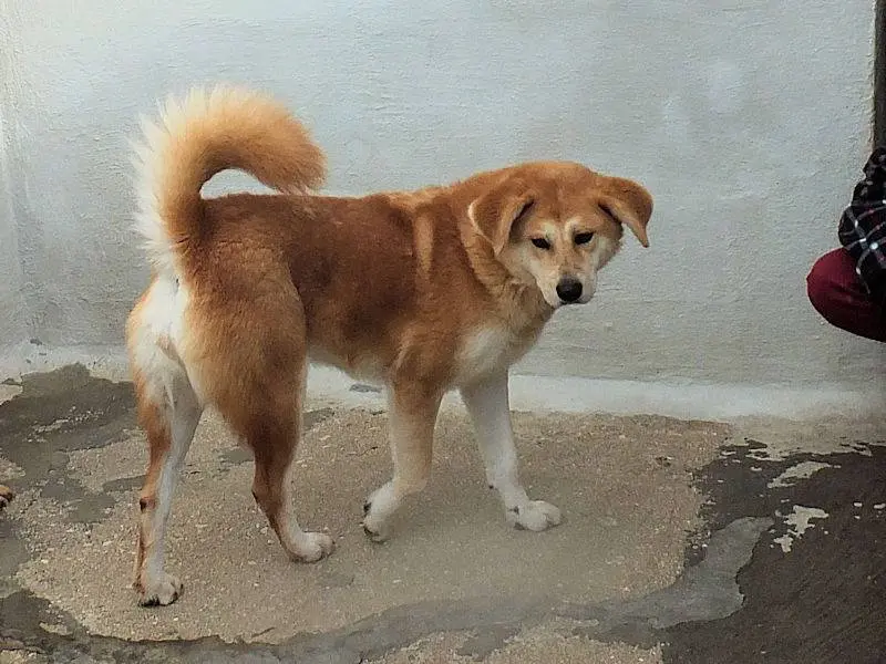 Adotta un cane, femmina, 7 anni e 4 mesi, Frosinone