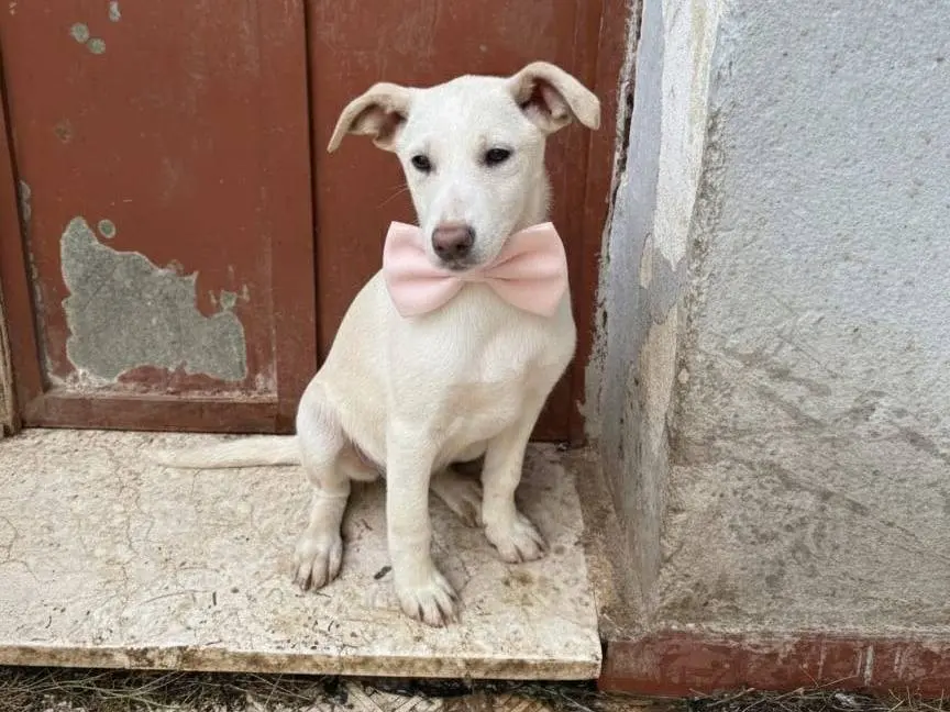 Adozione cane, femmina, Razza sconosciuta Razza sconosciuta, 1 anno e 1 mese, taglia piccola, Trapani