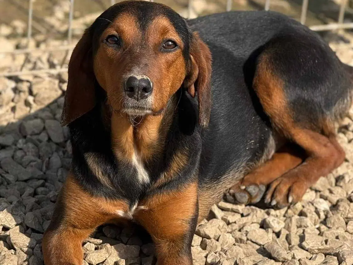 Vuoi adottare un cane a Firenze?