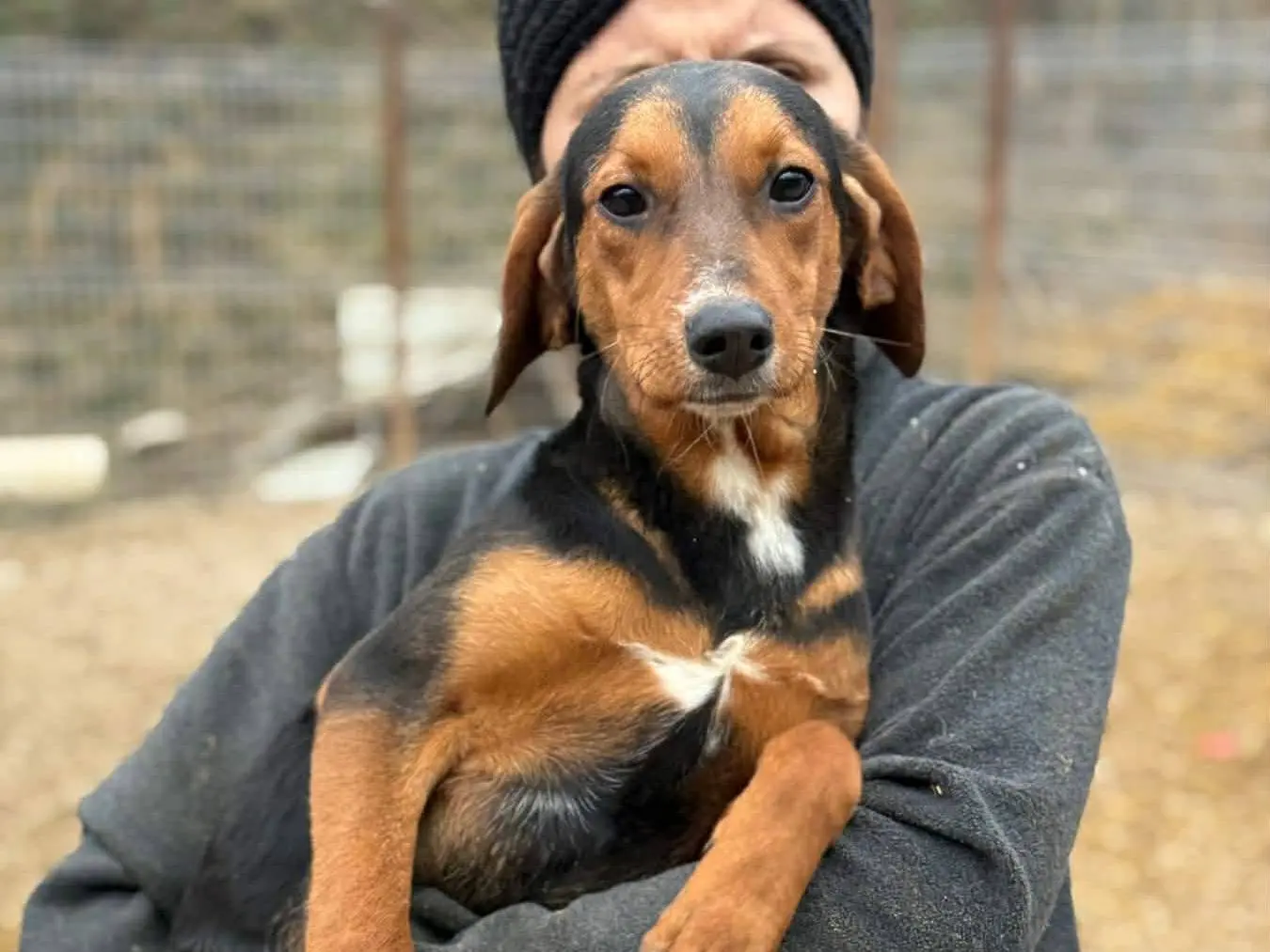Adozione cane, femmina, Razza sconosciuta Razza sconosciuta, 11 mesi, taglia media contenuta, Firenze