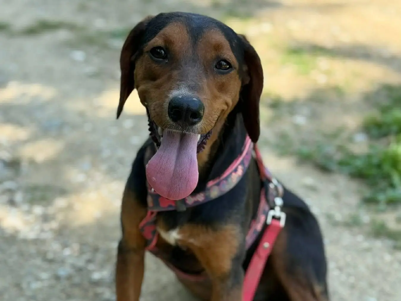 Adotta un cane, femmina, 11 mesi, Firenze