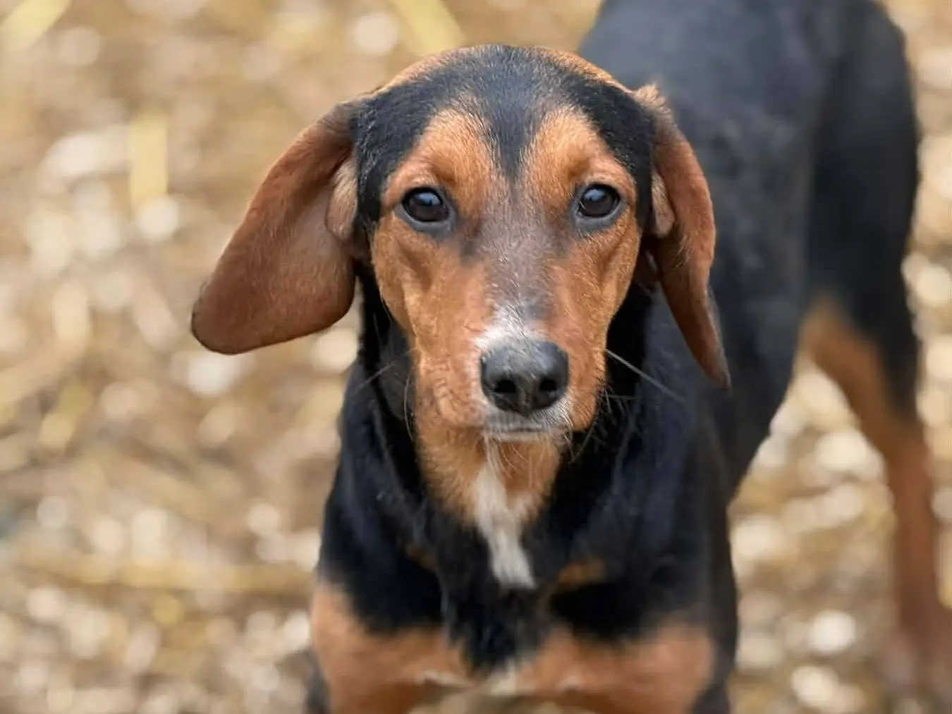 Adotta un cane, taglia media contenuta, femmina, Firenze