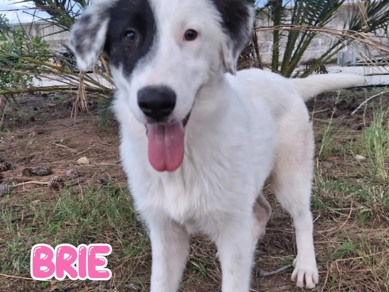 Adotta il cane Brie  a Crotone