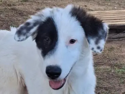 Vuoi adottare un cane a Crotone?
