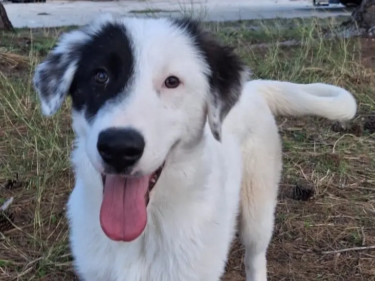 Adozione cane, femmina, Razza sconosciuta Razza sconosciuta, 4 mesi, taglia media, Crotone
