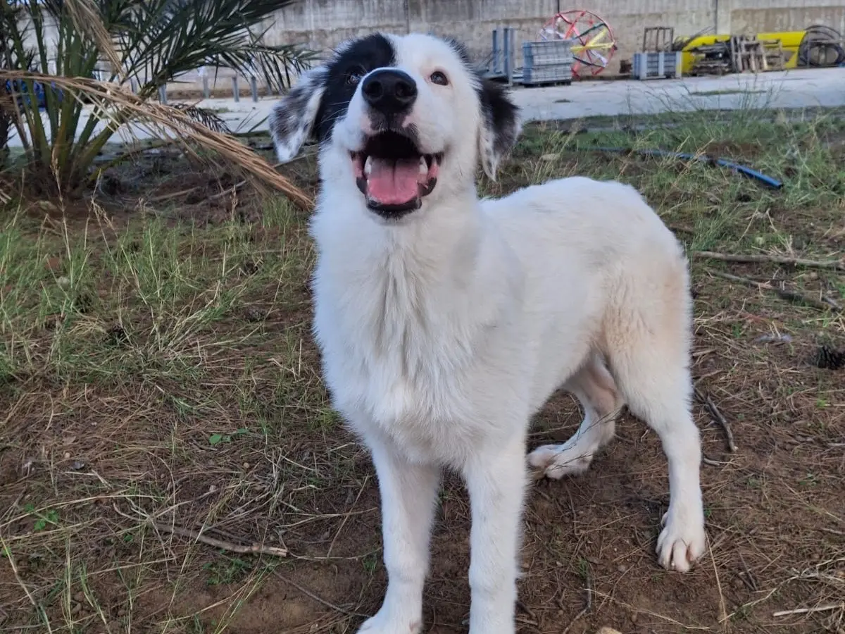 Adotta un cane, taglia media, femmina, Crotone