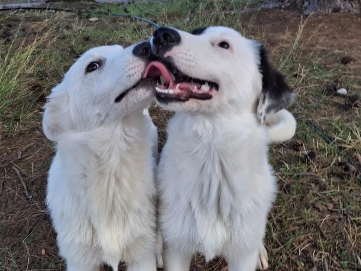 Adotta un cane, femmina, 4 mesi, Crotone