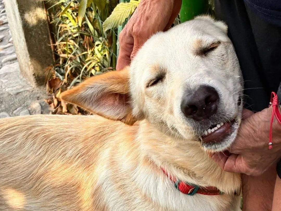Adotta un cane, maschio, 2 anni e 3 mesi, Parma