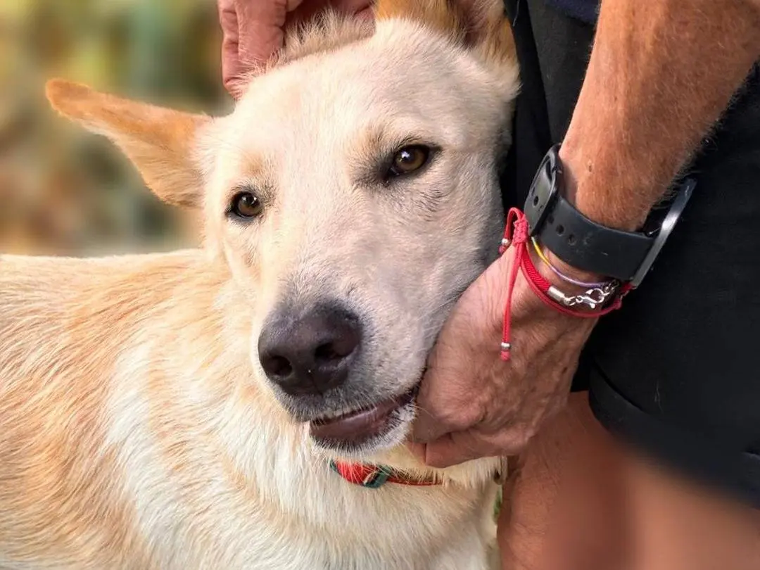 Adozione cane, maschio, Razza sconosciuta Razza sconosciuta, 2 anni e 3 mesi, taglia media, Parma