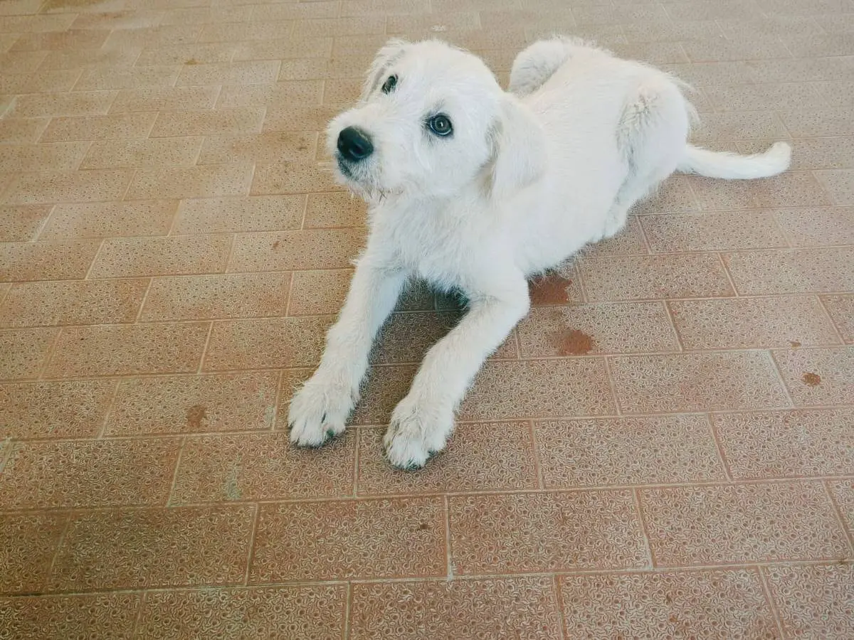 Adozione cane, maschio, Razza sconosciuta Razza sconosciuta, 7 mesi, taglia media, Cagliari