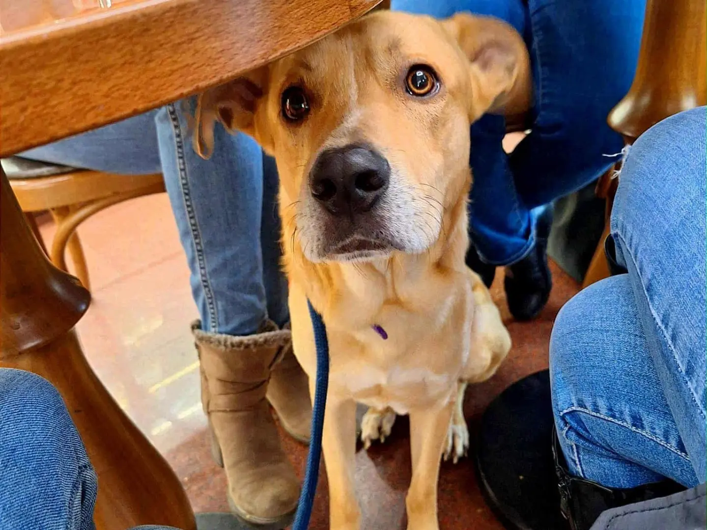 Adotta il cane Theo a Siena