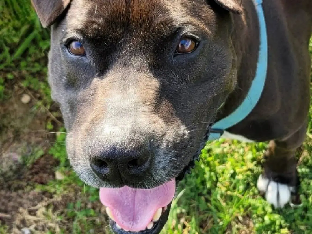 Adotta il cane Goccia a Milano