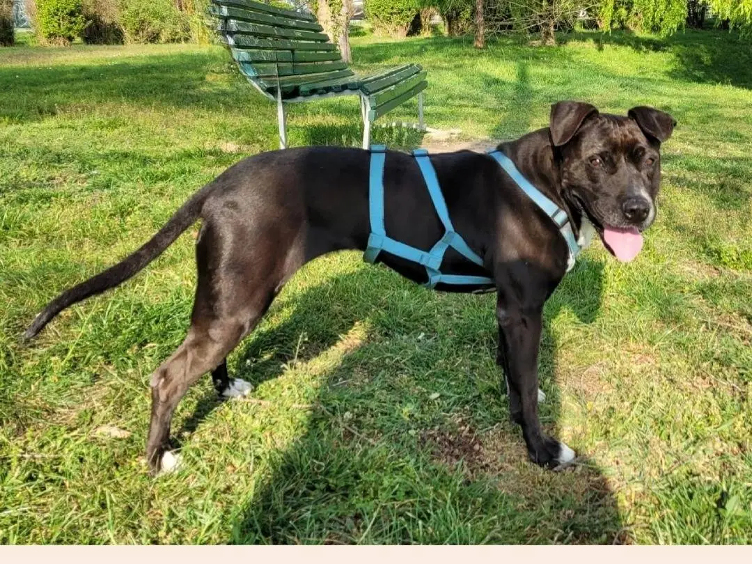Adotta un cane, femmina, 10 anni e 4 mesi, Milano