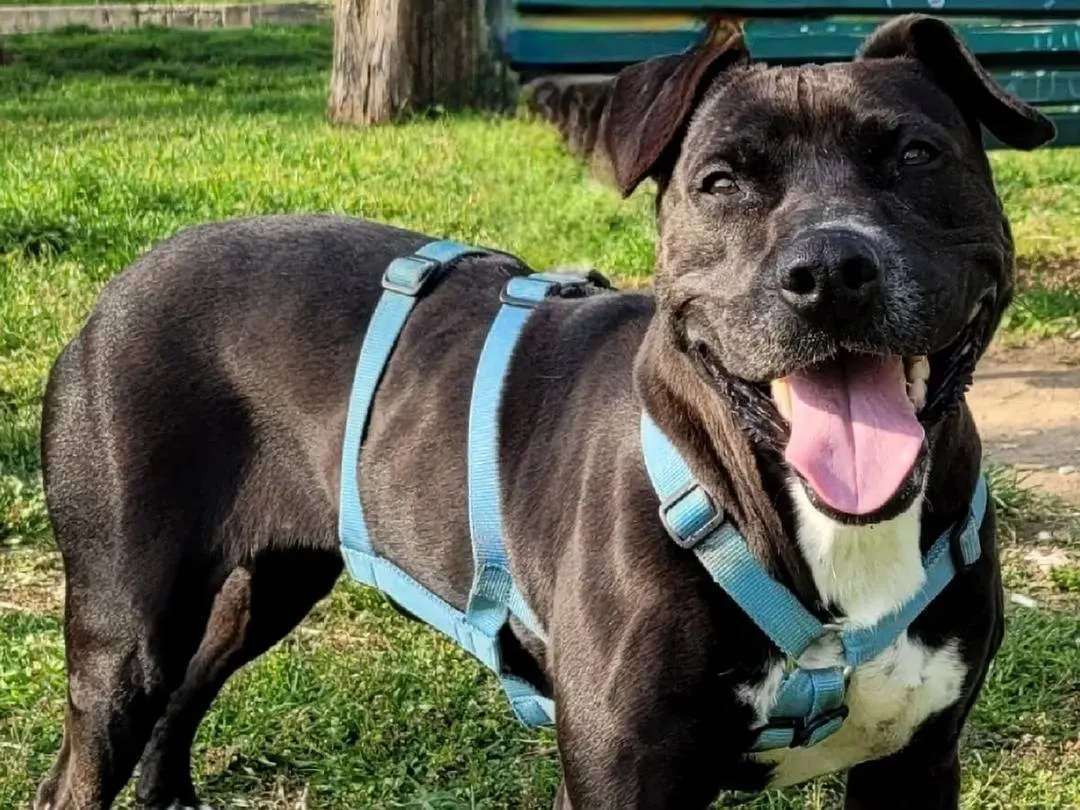 Adozione cane, femmina, Pitbull, 10 anni e 4 mesi, taglia media, Milano